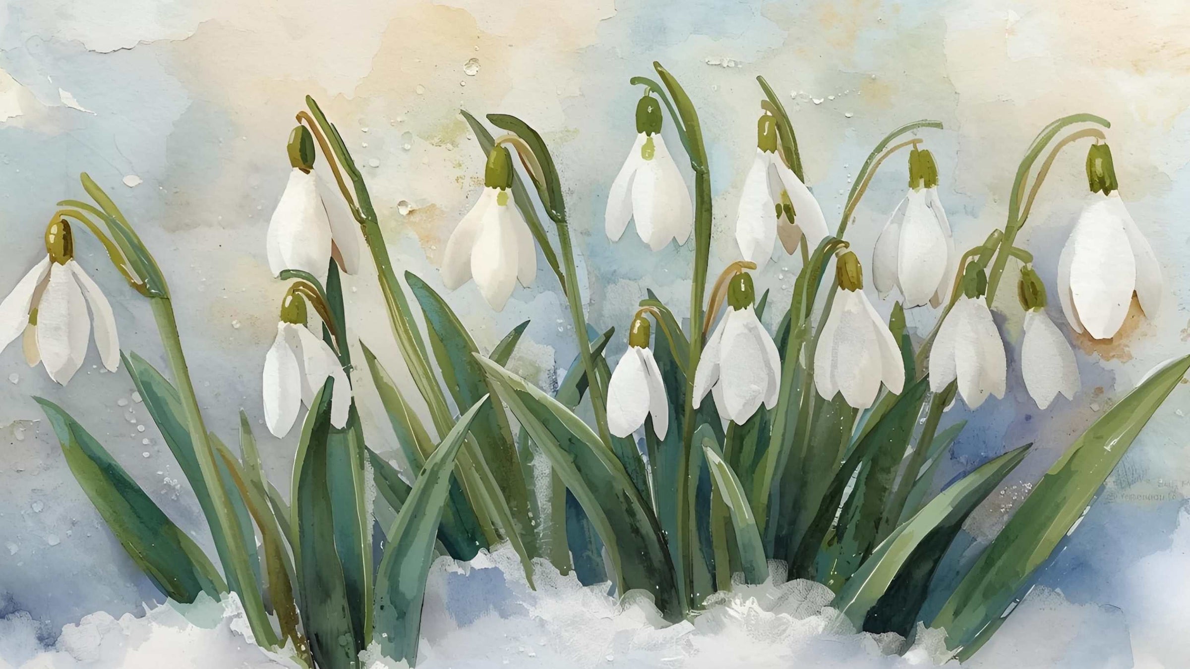 Schneeglöckchen im Januar: Das persönliche Geburtstagsgeschenk