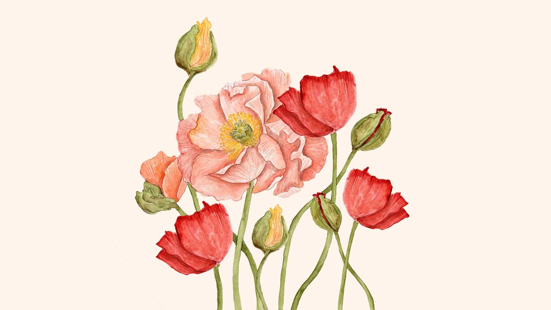 Cover für Trollbeads Schmuck Edition für den Monat August mit der Mohnblume in rot und orange 