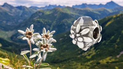 Alpenstern Edelweiss